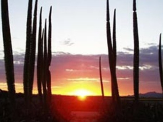 Cacti in a sunset
