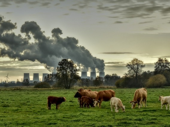 Cows in foreground and smokestacks emitting pollution in the background.