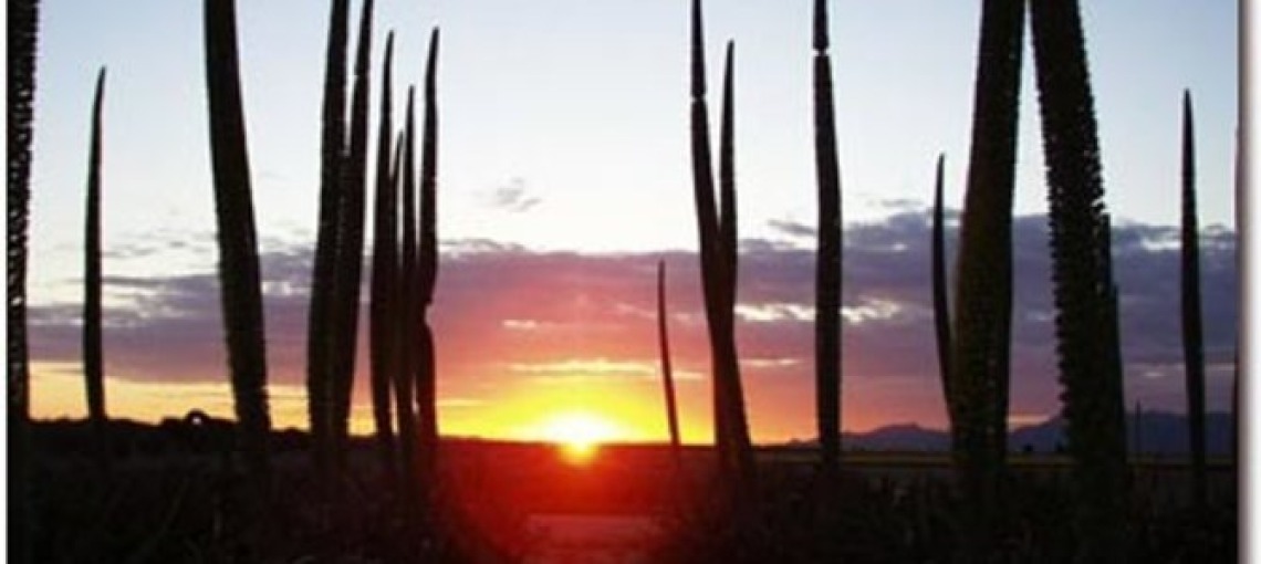 Cacti in a sunset