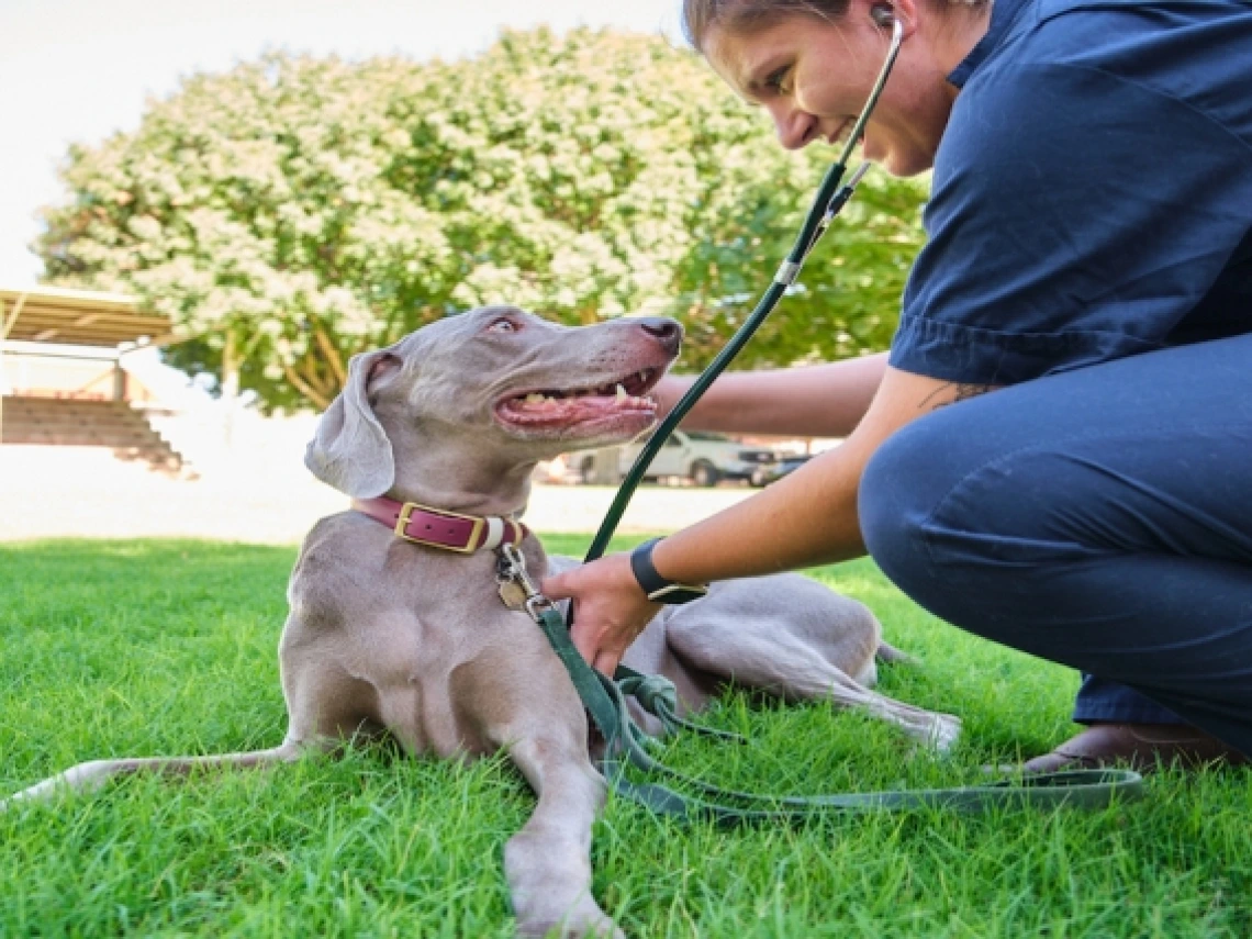 A UArizona student interacting with a dog