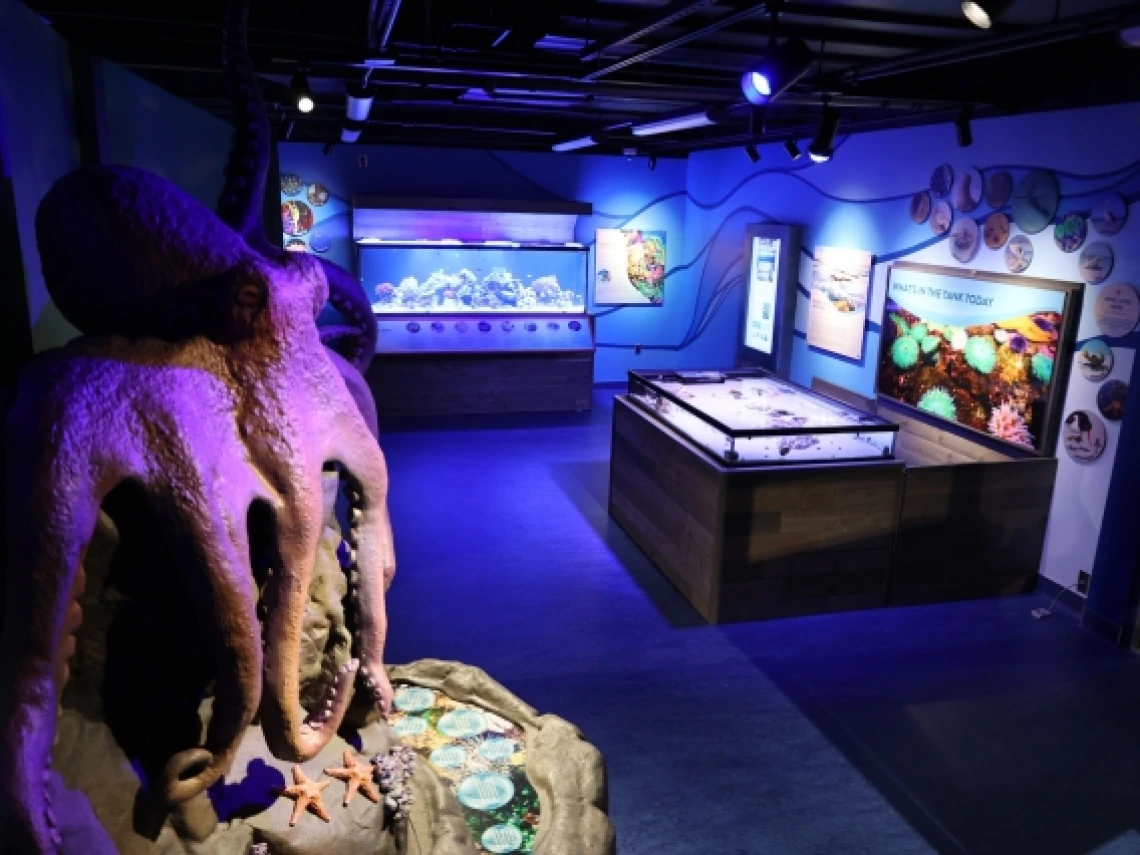 A section of Flandrau Science Center and Planetarium&#039;s newest exhibit, Undersea Discovery