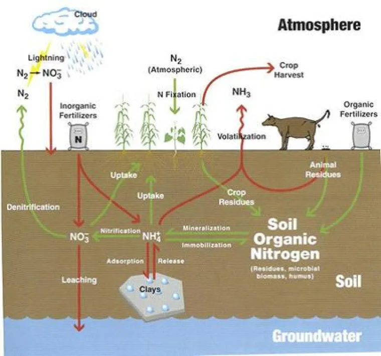 Nitrogen Cycle