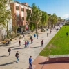 A lively college campus walkway lined with tall palm trees and desert plants, with students walking, chatting, and carrying backpacks. The modern brick and glass buildings in the background reflect the warm, sunny weather. A large green lawn extends alongside the path, adding to the vibrant and welcoming atmosphere.