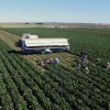 This image shows an aerial view of a large agricultural field with rows of green crops stretching into the distance. A group of farmworkers is actively harvesting the produce, placing it onto a mobile conveyor system attached to a covered trailer. The landscape is flat, with mountains visible in the background, and several vehicles parked along a distant road under a clear blue sky.