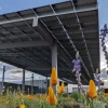 a solar panel array standing above a plot of flowers